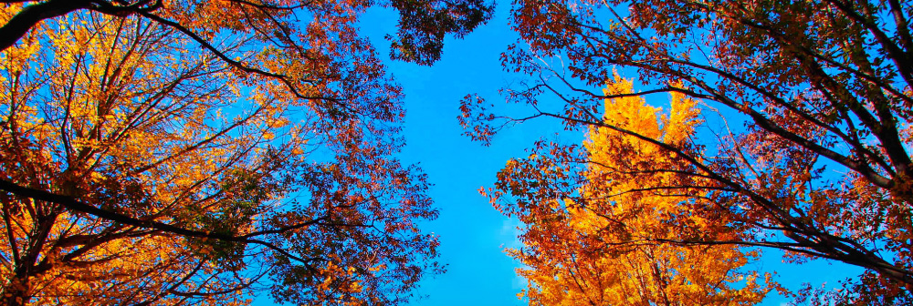 齊藤法律事務所